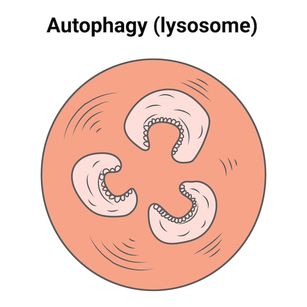 Autofagie lysosoom vectorillustratie