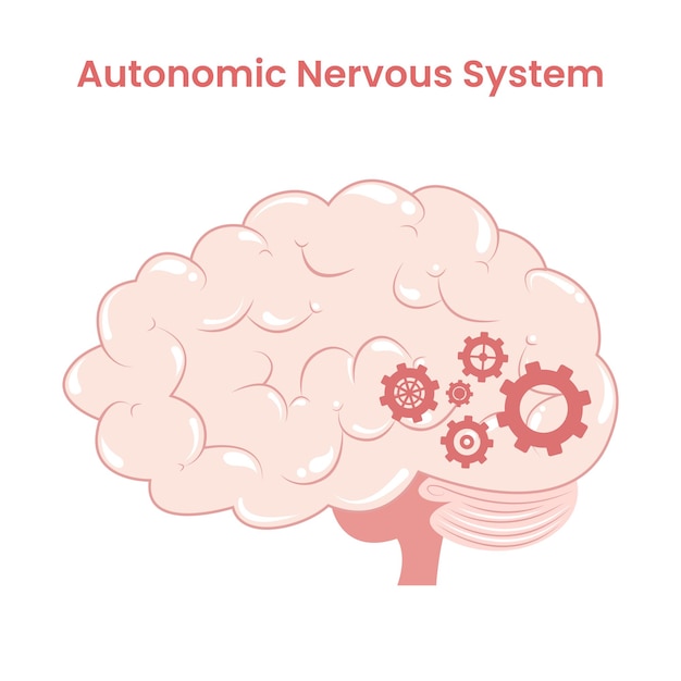 Autonomic nervous system vector illustration graphic