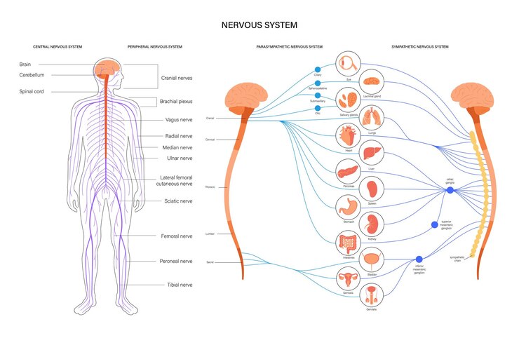 Vector autonomic nervous system