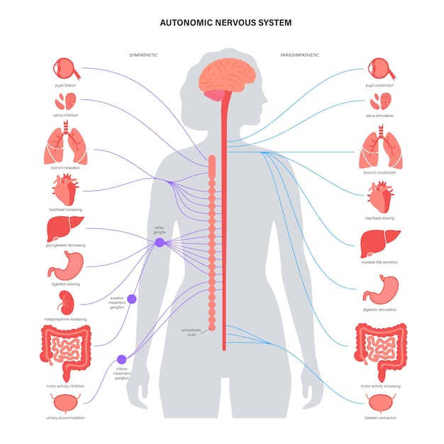 Vector autonomic nervous system