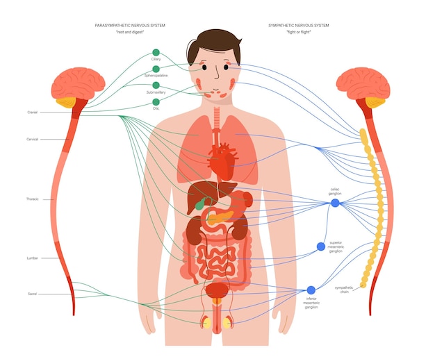 Autonomic nervous system