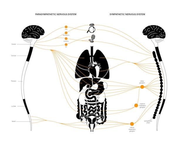 Vector autonomic nervous system