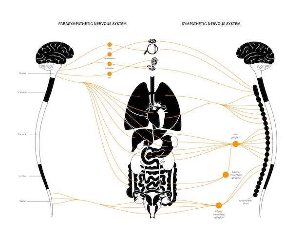 Autonomic nervous system