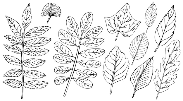 Vector autum leave set hand drawing