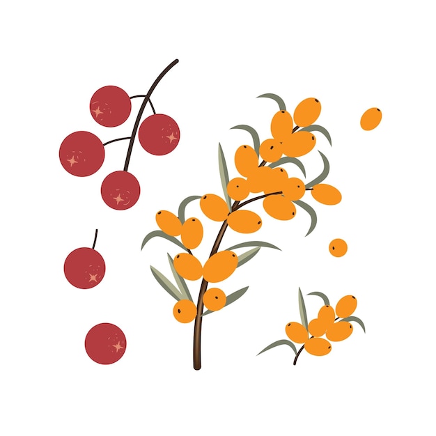 Vector autumn berries set