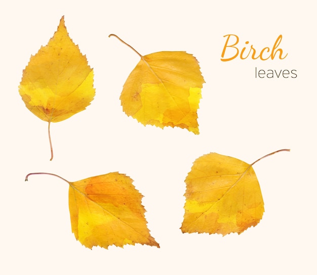 Autumn birch leaves set isolated