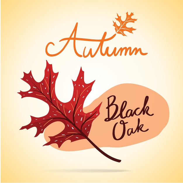 Autumn Black Oak Leaf