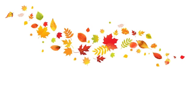 Autumn Border With Bright Leaves With Gradient Mesh Vector Illustration