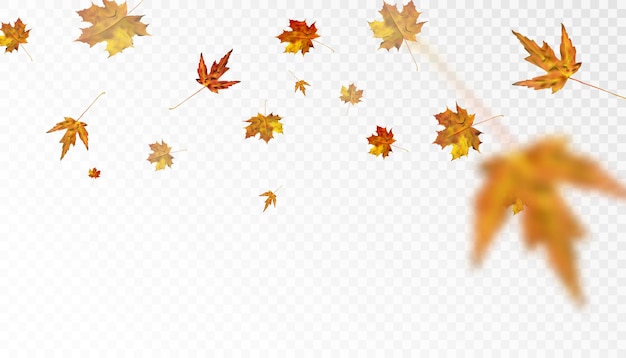 Vector autumn colorful leafy ornament with yelloworange maple leaves on a transparent background vector