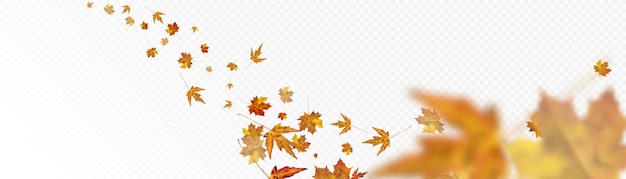 Vector autumn colorful leafy ornament with yelloworange maple leaves on a transparent background vector