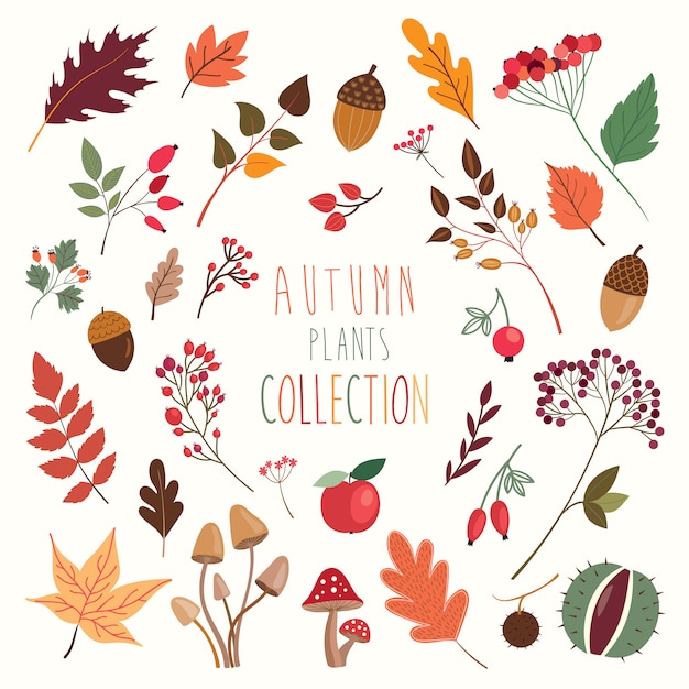 Vector   autumn decorative plants and leaves collection 