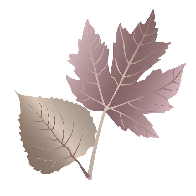 Autumn detailed veined maple and walnut leaves leaf vein in unusual metallic colors on a white