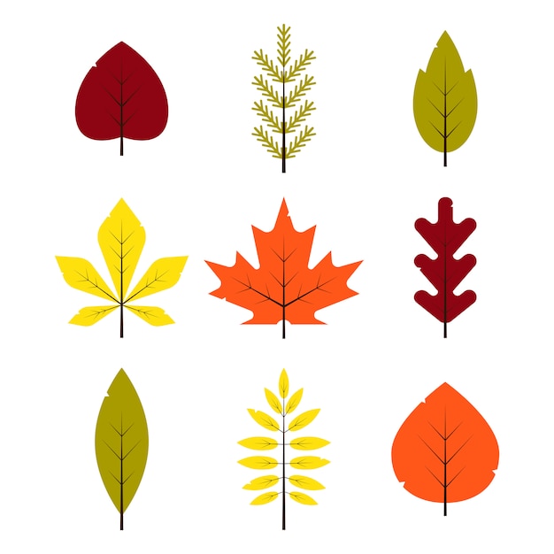 Autumn different leaves set in flat style. red, green, yellow, orange leaf isolated on white background. maple, spruce, oak, rowan, birch autumnal foliage - illustration