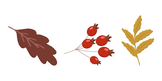 Autumn elements botany nature leaves berries twigs