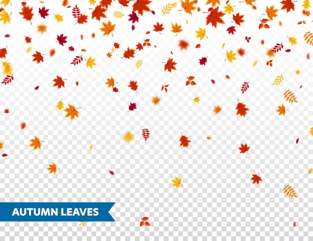 Autumn falling leaves nature background with red orange yellow foliage flying leaf season sale