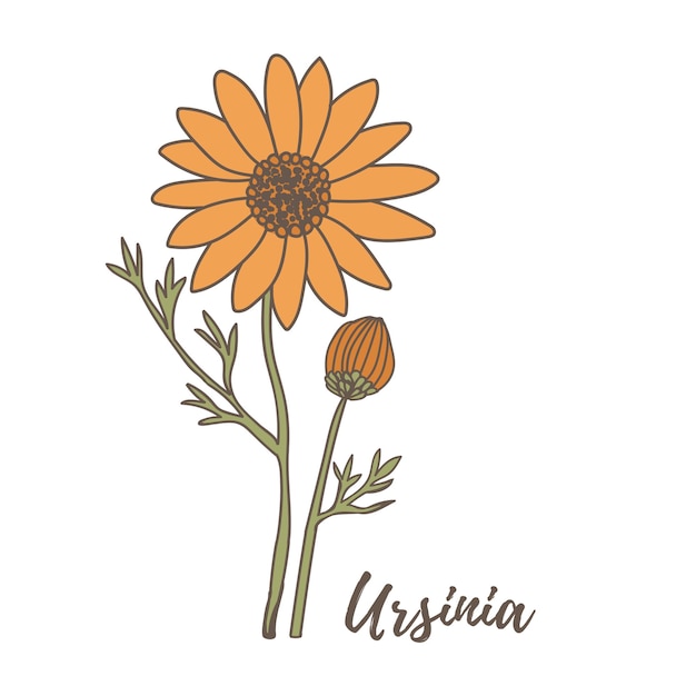 가을 꽃 요소 Handdrawn 세트 Ursinia 꽃