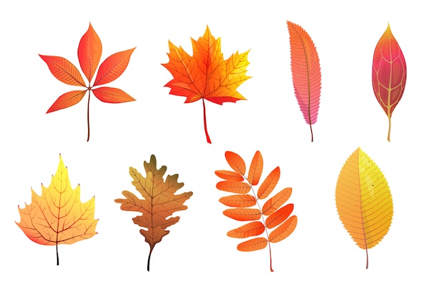 Autumn foliage flat illustrations set