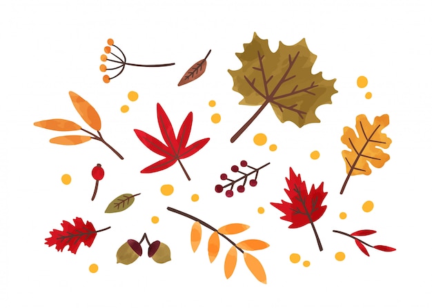 Vector autumn foliage hand drawn illustrations set. different trees dried leafage and berries isolated on white background. fall season forest flora. maple, oak, rowan and chestnut leaves composition.