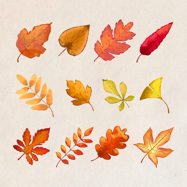 Vector autumn forest leaves design