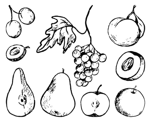 Insieme di scarabocchi di frutta autunnale. illustrazioni disegnate a mano di vettore semplice. raccolta di disegni di contorno isolati su sfondo bianco. schizzi a inchiostro monocromatici per il design