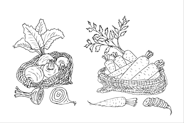 Autumn harvest set, fruits, vegetables, mushrooms, berries, basket, flowers and leaves are doodle.