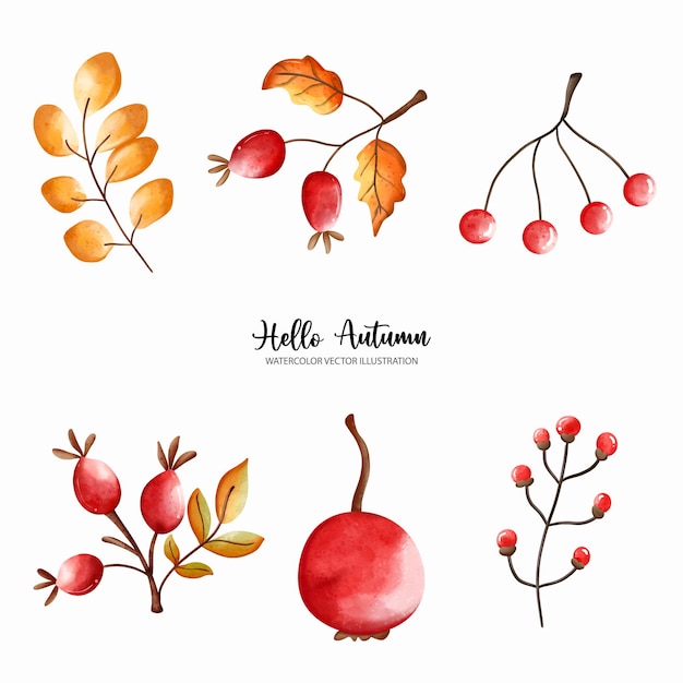 Autumn holly berries autumn watercolor set of bouquet arranging watercolor vector illustrationxdxa