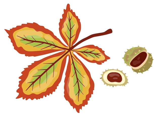 Autumn horse chestnut fruit and leaf. hand drawn vector illustration.