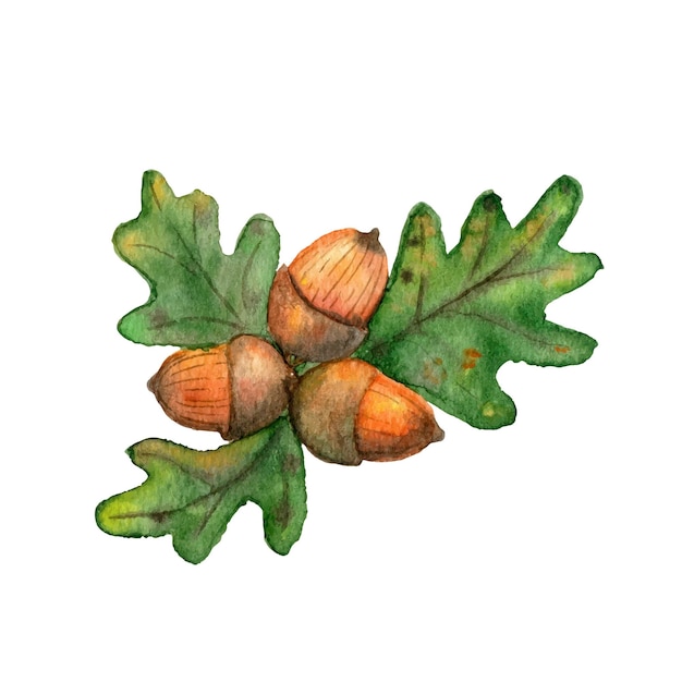 ドングリと水彩の小枝の秋のイラスト。植物学者のクリップアート。新年の装飾要素