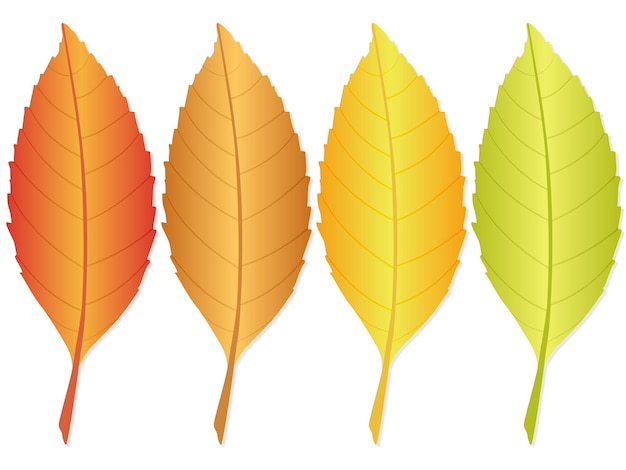 Premium Vector | Autumn leaf 2