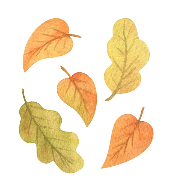 秋の葉 水彩クリップアートのセット オレンジ 黄 緑 さまざまな形の落ち葉 落葉性のオークとライムの葉のイラスト 植物の季節の装飾要素