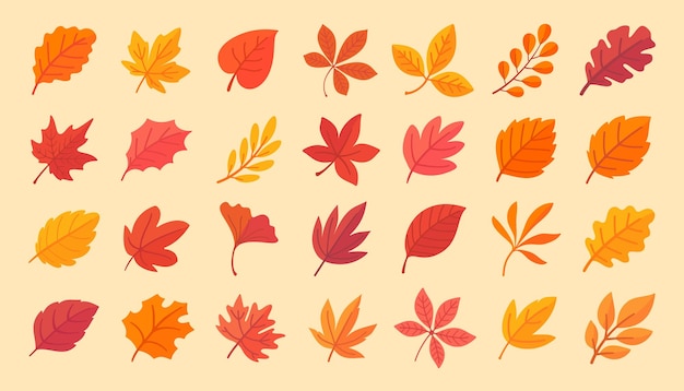 Vector autumn leaf collection orange maple leaves in autumn simple design