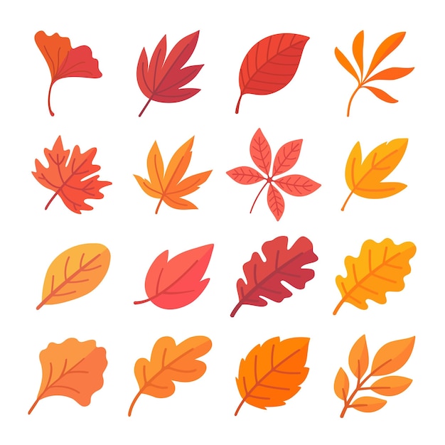 Vector autumn leaf collection orange maple leaves in autumn simple design