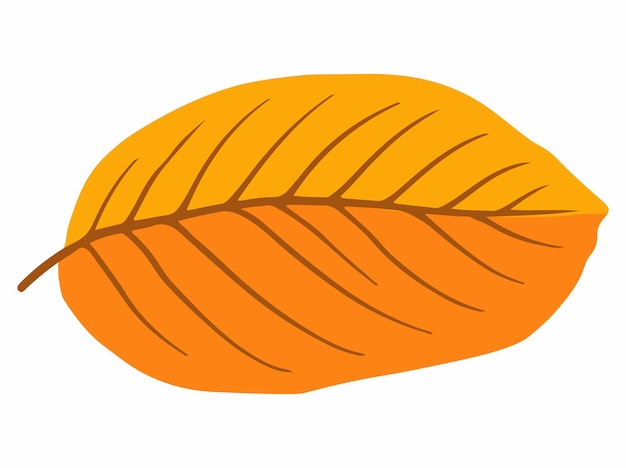 Autumn Leaf Illustration