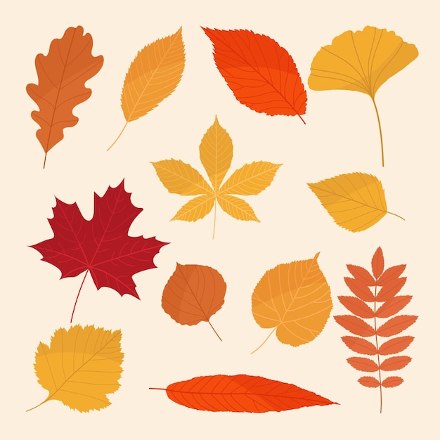 Autumn Leaf Illustration