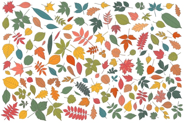 Vector autumn leaf set coloured tree leaves