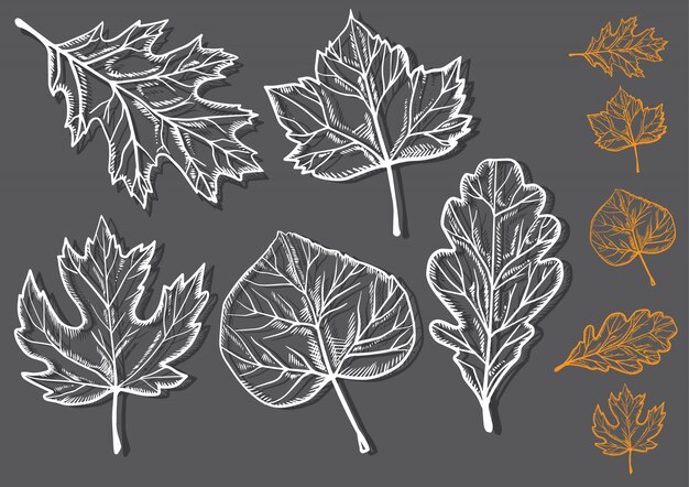 Autumn leaf set