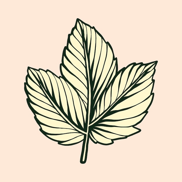 autumn leaf vector illustration