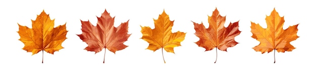 Autumn leaf vector set geïsoleerd op witte achtergrond