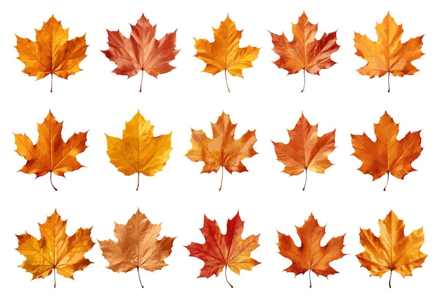 Autumn leaf vector set isolated on white background