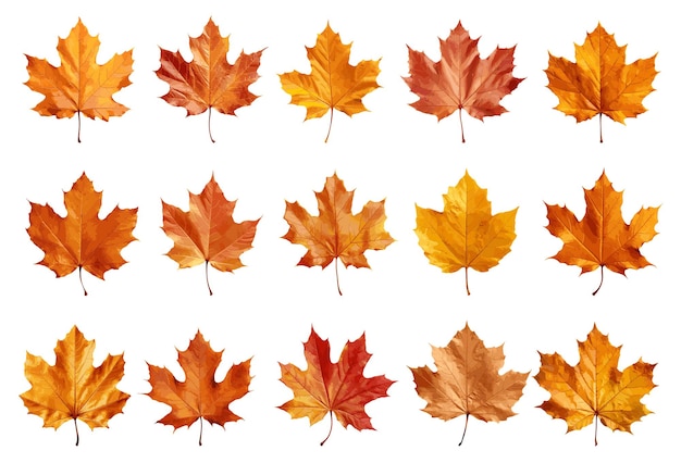 Autumn leaf vector set isolated on white background