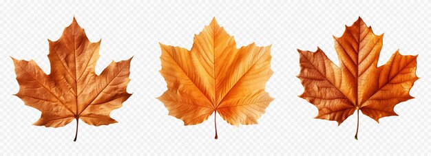 Vector autumn leaf vector set isolated on white