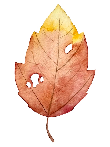 Autumn leaf watercolor vector botanical illustration