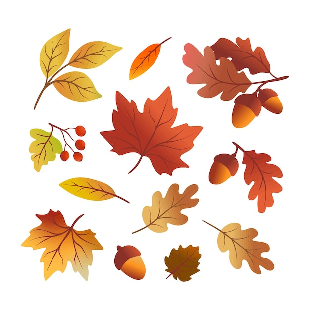 Vector autumn leaves and acorn on a white background for autumn themes