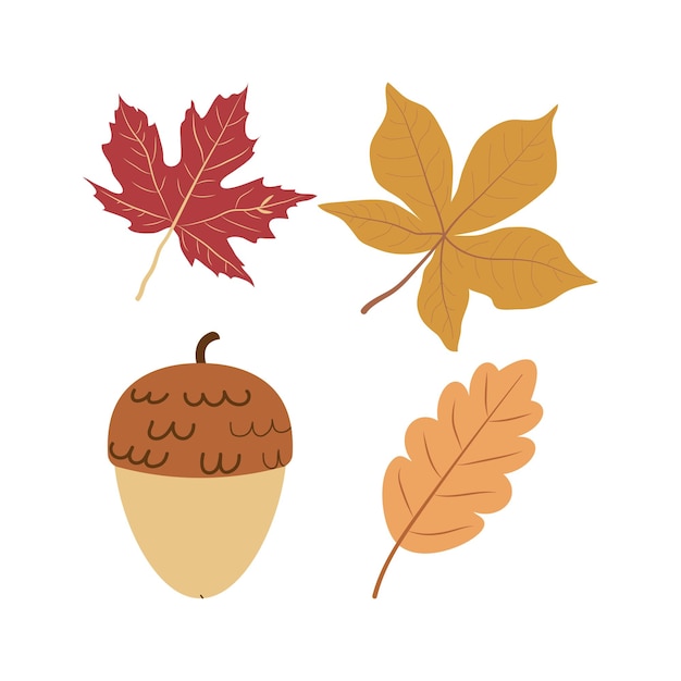 Autumn leaves and acorn