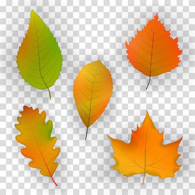 Autumn leaves on the background of a wooden wall.