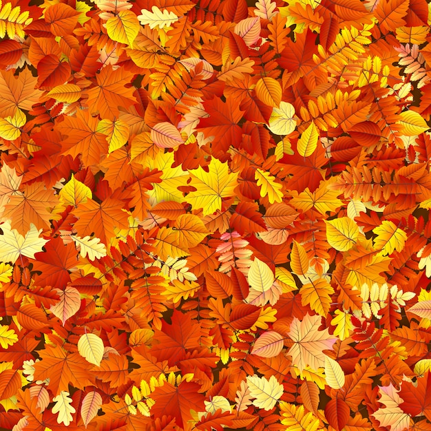 Vector autumn leaves background