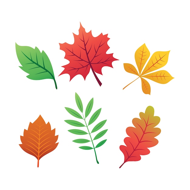 Autumn leaves collection vector clipart