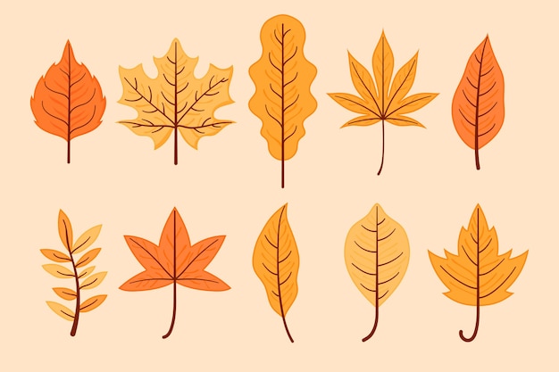 Autumn leaves collection