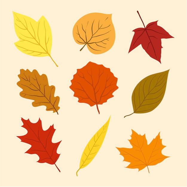 Vector autumn leaves collection