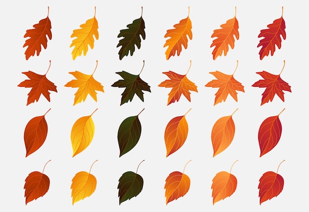 autumn leaves collection